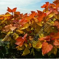 紅霞楊，金紅楊，彩色植物，彩楊，全紅楊，中紅楊，彩楊農(nóng)林