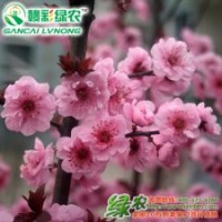 紅葉美人梅 優(yōu)質(zhì)棉花小苗 優(yōu)良品種紅葉美人梅 精品梅花小苗