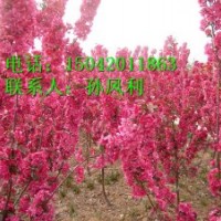 光輝海棠、2年生光輝海棠苗