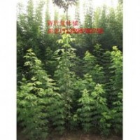 青竹復(fù)葉槭小苗