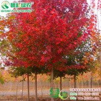 美國改良紅楓（秋艷） 紅楓小苗供應(yīng)批發(fā)零售|江西綠農(nóng)