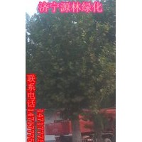 濟(jì)寧源林綠化常年供應(yīng)各種規(guī)格的法桐