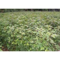 江西楓香|江西楓香苗價格|江西楓香苗基地