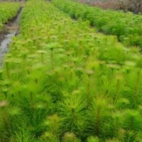 檫木池杉紅楓青楓羅漢松馬尾松桂花香樟杜英紅豆杉榿木紫薇濕地松