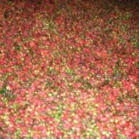 江西省檫木池杉紅楓青楓羅漢松馬尾松桂花香樟杜英紅豆杉榿木紫薇