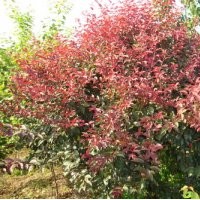 大量供應(yīng)紅葉李