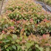 美國紅楓小苗批發(fā)