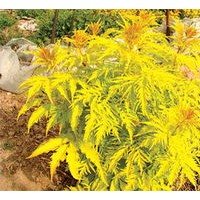 金葉蕕，金葉風(fēng)箱果，紫葉風(fēng)箱果，金葉接骨木，金葉裂葉接骨木