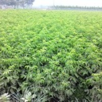 爬山虎 國(guó)槐苗 北欒樹(shù)苗 復(fù)葉槭苗 絲綿木苗