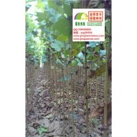 1公分1.5公分2公分法桐小苗低價(jià)大量供應(yīng)