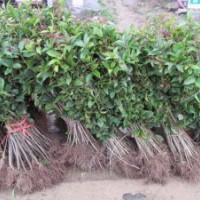 大量低價出售各種桂花大小樹苗