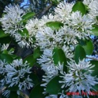 油根子苗，油根子種子又名流蘇苗