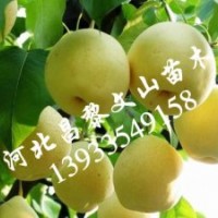 梨樹苗，皇冠梨樹苗，黃冠梨樹苗，晚秋黃梨樹苗，愛宕梨樹苗