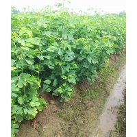 臨沂大量供應(yīng)銀杏樹(shù)小苗