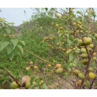 核桃苗 蘋果苗 梨樹苗 桃樹苗 杏樹苗 山桃樹 山杏樹 核桃樹 蘋果