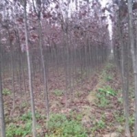 1-3cm大葉女貞 紅葉李 國槐