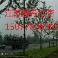 2014年最新實(shí)生銀杏樹(shù)價(jià)格,江蘇省邳州市晨希銀杏苗木基地