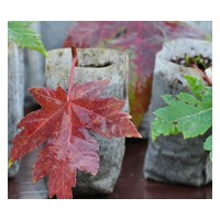 最紅美國紅楓關(guān)注美股紅楓樹苗價格就選河南桃楓