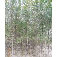 低價處理榆樹2到5公分苗圃貨