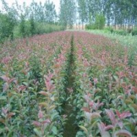 供應(yīng)絢麗海棠樹苗，大量絢麗海棠苗批發(fā)，北美絢麗海棠苗價(jià)格