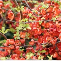 供應(yīng)西府海棠、東紅海棠、絢麗海棠