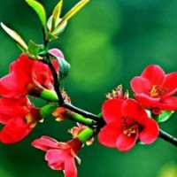 供：西府海棠、東紅海棠、紅麗海棠