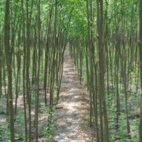 銷售綠化苗木，速生苗木