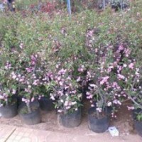 圖，專供垂絲海棠苗，垂絲海棠芽苗及根接苗，