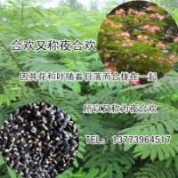 庭院花卉植物合歡樹苗批發(fā)1公分粗的紅花合歡苗農戶直銷