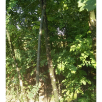 國槐小苗批發(fā)、嫁接雙季槐苗