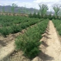 白皮松小苗 白皮松小苗 白皮松小苗《大量供應(yīng)》