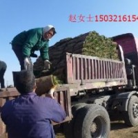 山西草坪代理商