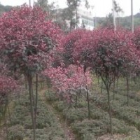 紅葉石楠小苗，2-15cm低價直銷詳電詢。