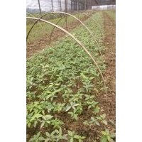 金絲楠，金絲楠苗，湖北金絲楠苗