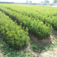 河南南陽桂花苗1/2年生