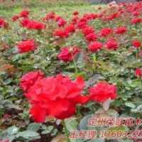 供應(yīng)苗木，檜柏，大葉黃楊，河北大葉黃楊