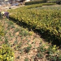 供應(yīng)晉江油茶苗農(nóng)戶低價(jià)供應(yīng)