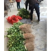 供應(yīng)永安油茶苗農(nóng)戶低價供應(yīng)