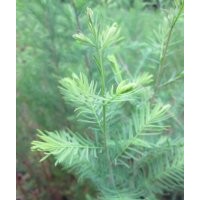 當年籽播落羽杉小苗