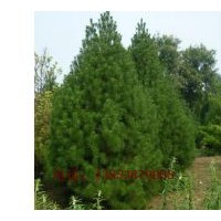 紅葉碧桃樹苗龍珠碧桃樹苗價格信息-種植地址在山東省泰安市...