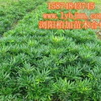 瀏陽十大功勞小苗、十大功勞小苗批發(fā)公司