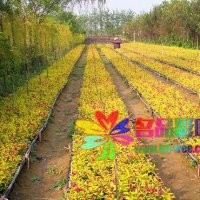 錦帶類金葉錦帶、金邊錦帶、紫葉錦帶