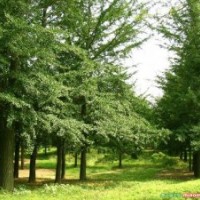 2-18公分刺槐 南陽苗木