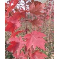 50萬美國秋火焰紅楓扦插苗