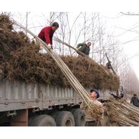 河北保定2-3-4-5-8-10-12公分意楊價(jià)格綠化苗木