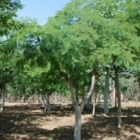 供應(yīng)、各種綠化大小苗木、