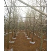 供應(yīng)白蘭、宮粉紫荊、菩提樹、黃桷蘭、藍(lán)蘭楹