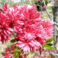 供應碧桃 菊花碧桃