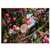 北美海棠苗如何提高生長(zhǎng)質(zhì)量