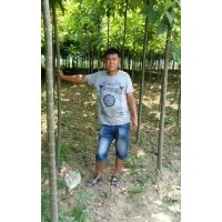 周口楸樹苗，3公分楸樹